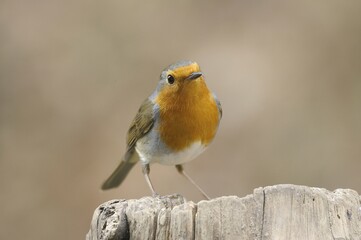 European Robin (Erithacus rubecula)