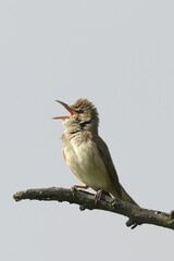 Great Reed Warbler (Acrocephalus arundinaceus)