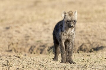 Spotted hyena (Crocuta crocuta), young, Ol Pejeta Conservancy, Kenya, Africa
