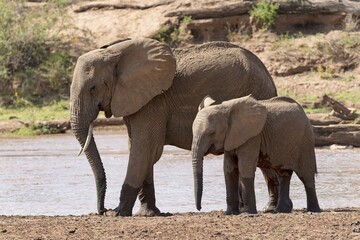 African elephants (Loxodonta africana) on the river, Samburu National Reserve, Kenya, Africa