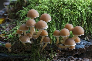 Psathyrella piluliformis (Psathyrella piluliformis), fruiting bodies growing on moss covered dead wood, Mönchbruch nature reserve, Hessen, Germany, Europe