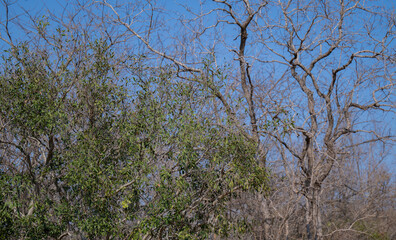 Euclea Schakalbeere ist ein Baum der Ebenholzgewächse, im Krüger National Park - Kruger...