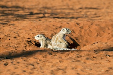 Fototapeta premium Two cape ground squirrels (Xerus inauris) in the red sand, Kalahari Desert, Namibia, Africa