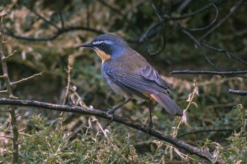 Cape robin-chat (Cossypha caffra), Bouldersbeach, Simonstown, Western Cape Province, South Africa, Africa