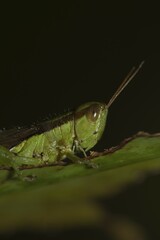 Slant-faced grasshopper (Gomphocerinae) sits on pitted leaf, Thailand, Asia