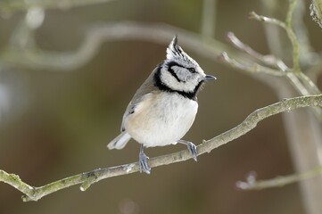 Obraz premium Crested Tit (Parus cristatus)
