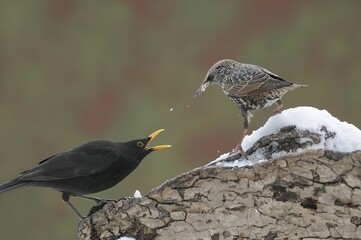 Blackbird (Turdus merula) threatening European Starling (Sturnus vulgaris)