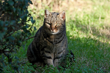 Tabby cat sitting on green grass in the garden in the shade of a tree. 