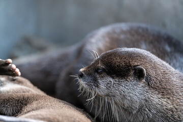 可愛いカワウソ