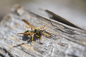 Wasp (Vespoidea) on a log, Germany, Europe