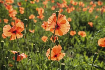 Common poppy (Papaver rhoeas), Algarve, Portugal, Europe