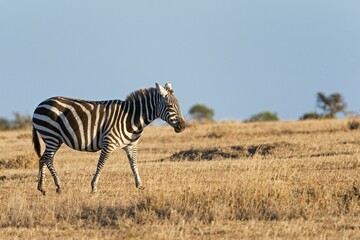 Obraz premium Plains Zebra (Equus quagga), Ol Pejeta Reserve, Kenya, Africa