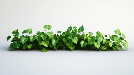 Green Leaves Isolated on White: Green leaves isolated on white background.