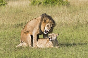 Lions (Panthera leo), mating pair, Masai Mara, Narok County, Kenya, Africa