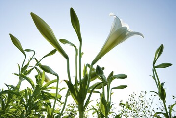 White lilies (Lilium formosanum Wallace) blossoming under blue sky