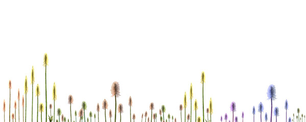 natural scenery of colorful reeds in summer without background