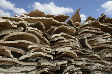 Stacked bark of the Cork Oak (Quercus suber), Sardinia, Italy, Europe