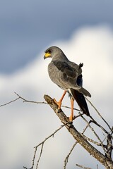 Eastern Chanting Goshawk (Melierax poliopterus), Tsavo West National Park, Kenya, East Africa, Africa