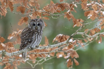 Tawny owl (Strix aluco) sits on branch, captive, Pilsen, Czech Republic, Europe