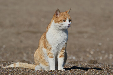 Obraz premium Red and white cat sitting on the sand on the seashore