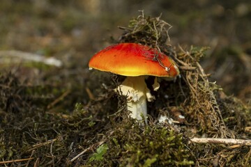 Fly agaric (Amanita muscaria), Franconia, Bavaria, Germany, Europe
