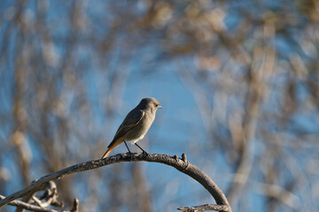 Black Redstart, Phoenicurus ochruros, single bird on branch with a blue background