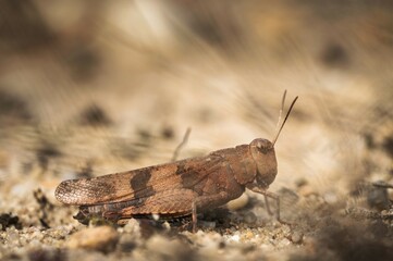 Blue-winged grasshopper (Oedipoda caerulescens), Lieberoser Heide, Reicherskreuz Nature Reserve, Reicherskreuz, Brandenburg, Germany, Europe
