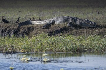 Nile crocodile (crocodilus niloticus) on the shore, Chobe National Park, Chobe River, Botswana,...