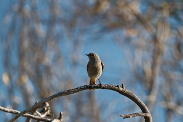 Black Redstart, Phoenicurus ochruros, single bird on branch with a blue background