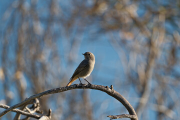 Black Redstart, Phoenicurus ochruros, single bird on branch with a blue background