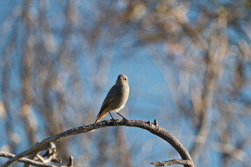 Black Redstart, Phoenicurus ochruros, single bird on branch with a blue background