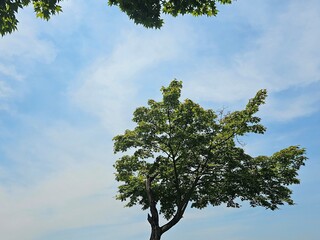 하늘아래 나무
