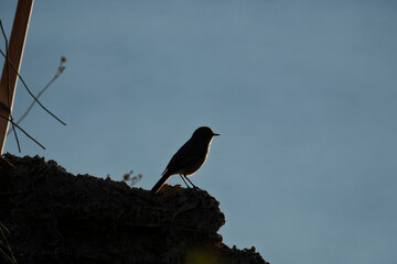 Black Redstart (Phoenicurus ochruros) on the edge of a cliff in the sun. Silhouette of a bird sitting on a rock at sunset.