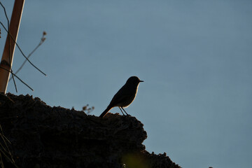 Black Redstart (Phoenicurus ochruros) on the edge of a cliff in the sun. Silhouette of a bird sitting on a rock at sunset.