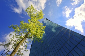 View of a modern high-rise building with a tree and sunlight against a blue sky, Prime Tower, Zurich, glass façade, reflections, Canton of Zurich, Switzerland, Europe © Dieter Fischer/imageBROKER