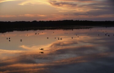 Bay with waders and herons at dusk, Sanibel Island, Florida, USA, North America