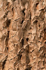 Quiver Tree, bark, Keetmannshoop, Namibia (Aloe dichotoma)