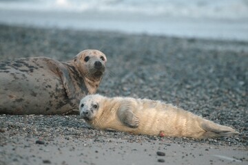 Fototapeta premium Grey Seals, female and pup, Helgoland, Schleswig-Holstein, Germany (Halichoerus grypus)