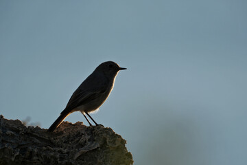 Black Redstart (Phoenicurus ochruros) on the edge of a cliff in the sun. Silhouette of a bird sitting on a rock at sunset.
