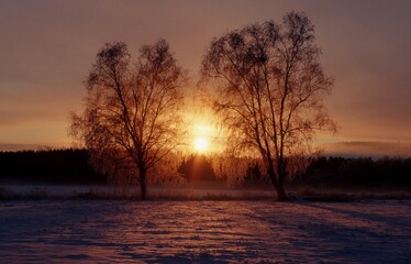 Trees at sunrise, Baden-Wurttemberg, Germany, Europe