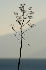 Dry plant on the background of the sea. Silhouette of a dry plant on a blue background.