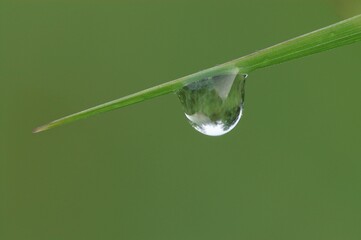 Drop of water on blade of Grass