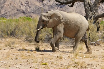 Fototapeta premium African bush elephant (Loxodonta africana) cow, Hoanib River, Kaokoland, Kaokoveld, Kunene regionNamibia