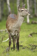 Red deer (Cervus elaphus), female, Norway, Scandinavia, Europe