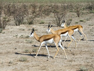 Springboks (Antidorcas marsupialis), near Okaukuejo, Etosha National Park, Namibia, Africa