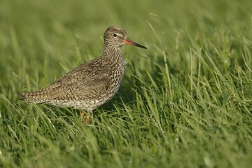 Common Redshank (Tringa totanus), on grass, Texel, The Netherlands, Europe
