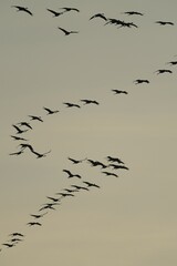 Flying cranes (Grus grus) over the Diepholzer Moorniederung nature reserve, Lower Saxony, Germany, Europe