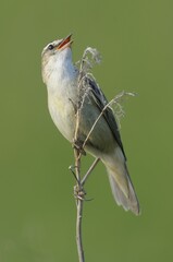 Sedge Warbler (Acrocephalus schoenobaenus)
