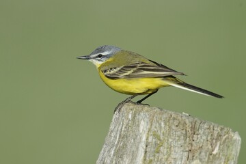 Yellow Wagtail (Motacilla flava), Hüde, Lower Saxony, Germany, Europe