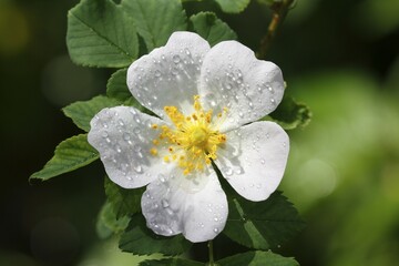 Blossoming white Dog rose (Rosa canina) with raindrops, Schleswig-Holstein, Germany, Europe